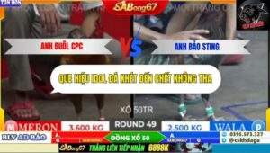 Trận 49 trường gà Tonhon 27/9/2025