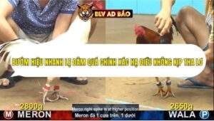 Trận 5 trường gà cpc4 20/9/2025