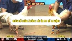 Trận 5 trường gà cpc4 21/9/2025
