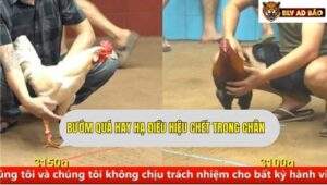 Trận 5 trường gà CPC4 ngày 9/9/2025