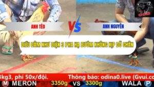 Trận 5 trường gà cpc5 23/9/2025