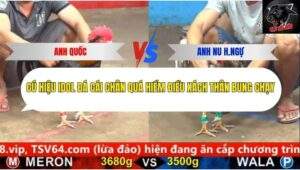 Trận 5 trường gà cpc5 25/9/2025