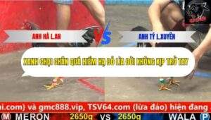 Trận 5 trường gà cpc5 27/9/2025