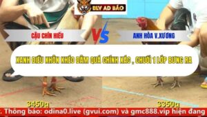 Trận 6 trường gà cpc4 16/9/2025