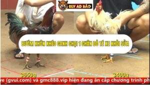 Trận 6 trường gà cpc4 ngày 15/9/2025