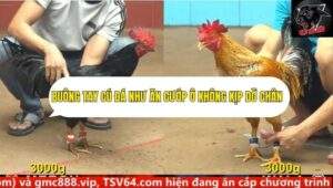 Trận 7 trường gà cpc4 24/9/2025