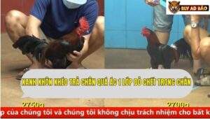 Trận 7 trường gà CPC4 ngày 10/9/2025