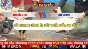 Trận 7 trường gà cpc5 21/9/2025
