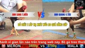 Trận 7 trường gà cpc5 24/9/2025