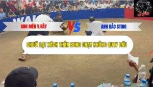 Trận 7 trường gà Tonhon 27/9/2025