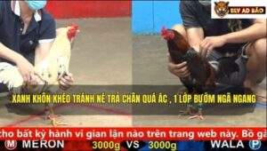 Trận 8 trường gà CPC5 ngày 7/9/2025