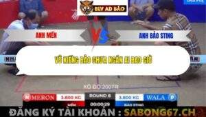 Trận 8 trường gà Tonhon 12/9/2025