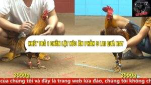 Trận 9 trường gà cpc4 ngày 22/9/2025