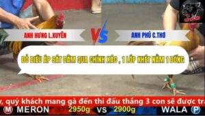Trận 9 trường gà cpc5 22/9/2025