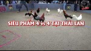 Trận gà 4 đấu 4 ngày 29/9/2025