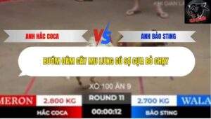 Trận 11 trường gà Tonhon 18/10/2025