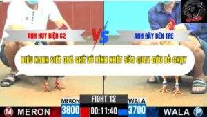 Trận 12 trường gà CPC6 11/10/2025