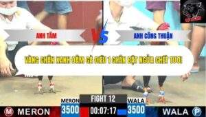 Trận 12 trường gà CPC6 12/10/2025