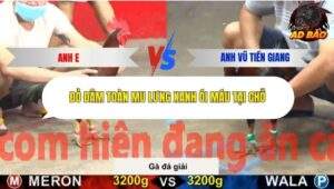 Trận 12 trường gà Cpc5 23/10/2025