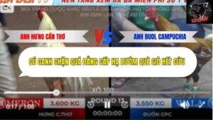 Trận 13 Trường Gà Tonhon 18/10/2025