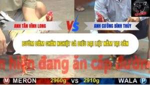 Trận 13 trường gà CPC5 17/10/2025