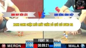 Trận 14 trường gà CPC6 11/10/2025