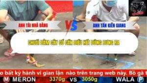 Trận 15 trường gà CPC5 12/10/2025