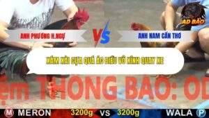 Trận 17 trường gà Cpc5 23/10/2025