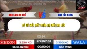 Trận 18 trường gà Tonhon 18/10/2025