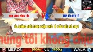 Trận 2 trường gà Cpc5 23/10/2025