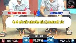 Trận 20 trường gà CPC6 12/10/2025