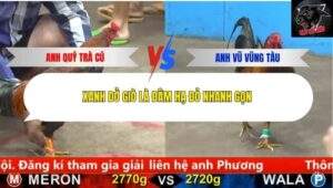 Trận 21 trường gà CPC5 12/10/2025