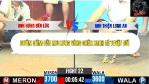 Trận 22 trường gà CPC6 11/10/2025