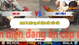 Trận 23 trường gà Cpc5 23/10/2025