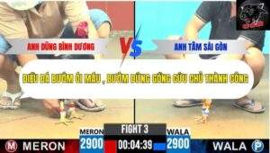 Trận 3 trường gà CPC6 11/10/2025