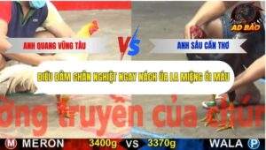 Trận 4 trường gà Cpc5 23/10/2025