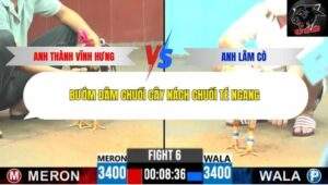 Trận 6 trường gà CPC6 12/10/2025