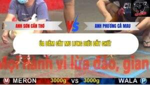 Trận 8 trường gà CPC5 17/10/2025