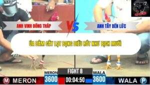 Trận 8 trường gà CPC6 11/10/2025