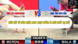 Trận 9 trường gà C3 18/10/2025