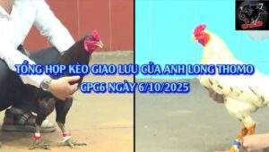 ANH LONG THOMO NGÀY 6/10/2025