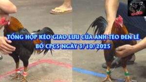 anh Tèo Đen Lê ngày 3/10/2025 tại trường gà CPC5