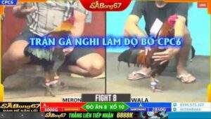 Chi tiết trận gà bị phát hiện làm độ tại bồ CPC6