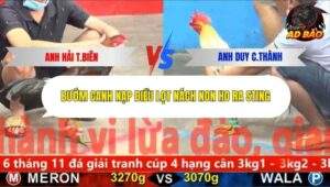 Trận 1 trường gà CPC5 24/10/2025