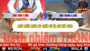 Trận 1 trường gà CPC5 27/10/2025