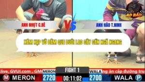 Trận 1 trường gà CPC6 28/10/2025