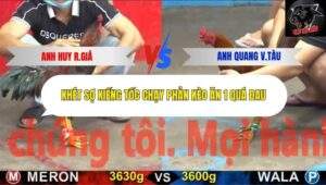 Trận 10 trường gà CPC5 22/10/2025