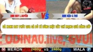 Trận 11 trường gà CPC5 20/10/2025