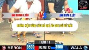 Trận 11 trường gà CPC6 13/10/2025