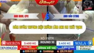 Trận 10 trường gà Tonhon 10/10/2025